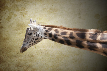 giraffe neck