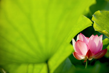 Beautiful Lotus for background use