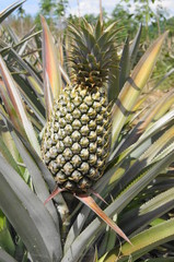 Ananaspflanze