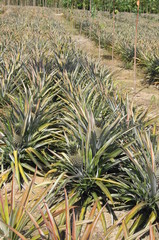 Obraz premium Ananasplantage
