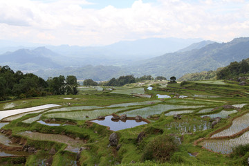 cultures en terrasses,sulawesi © jean claude braun