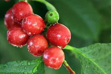 Kaffeekirschen, Früchte der Kaffeepflanze