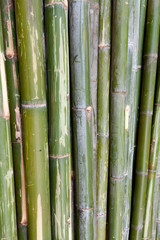 green bamboo stems are horizontal