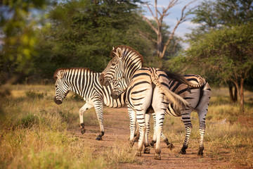 Fototapeta na wymiar Burchell's zebra (Equus burchellii)