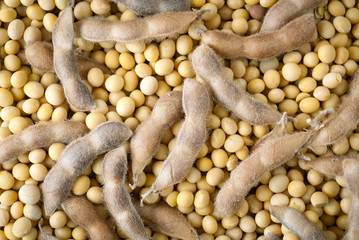 soybean