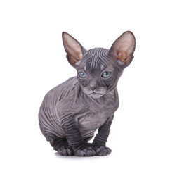 Sphinx cat