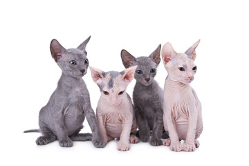 Sphinx cats