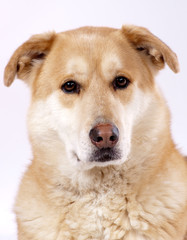 portrait d'un chien croisé