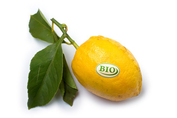 Bio Obst - Zitrone