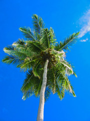 Coco palm on blue skies