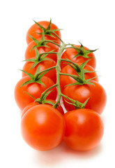branch of the tomato