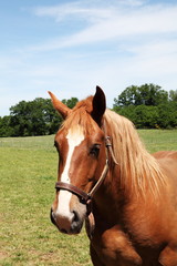 Obraz premium Portrait Of Chestnut Horse Head In Halter