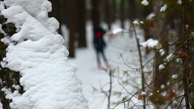 Cross-country skiing in winter forest. Shallow DOF.