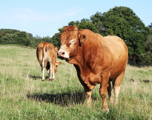 Large Limousin Bull Dozing In Sun