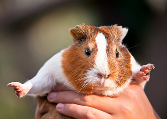 Guinea pig .