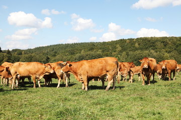 Fototapeta premium Herd Of Limousin Beef Cattle In Sunshine
