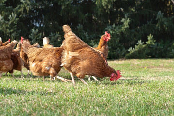 Obraz premium Hen outside in the meadow