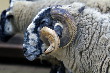 Black-faced sheep Latxa