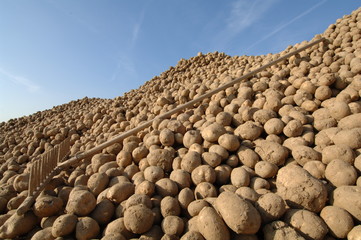 Kartoffeln, 2