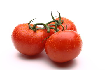 Vine tomatoes on white