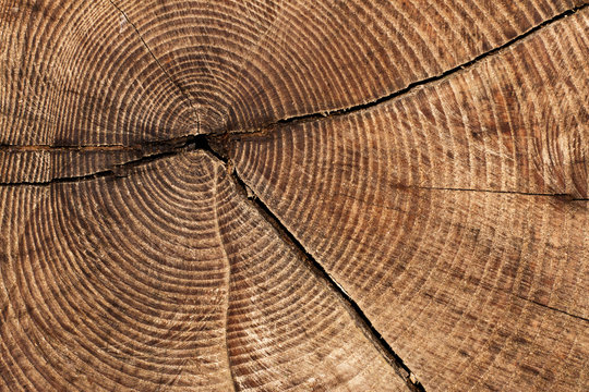Querschnitt Baumstamm