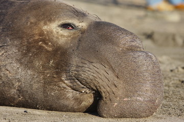 Fototapeta premium Elephant Seal