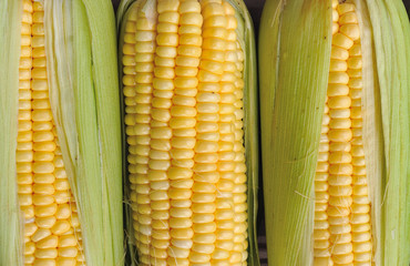 Fresh corn cobs