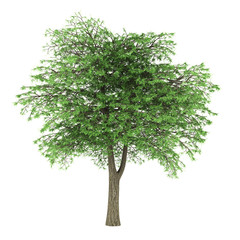 Obraz premium lebanon cedar tree isolated on white background