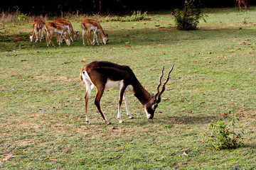 Blackbuck with twisted horns