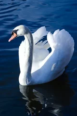 Fotobehang Swan © vickyphoto