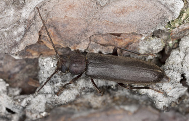 Dusky longhorn, arhopalus rusticus