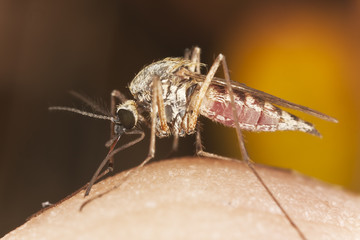 Mosquito sucking blood, extreme close up