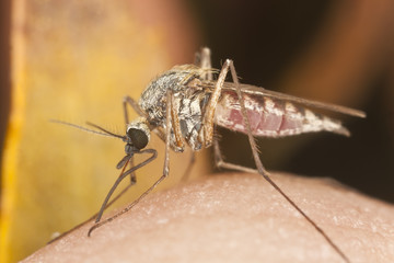 Mosquito sucking blood, extreme close up