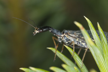 Snakefly, macro photo