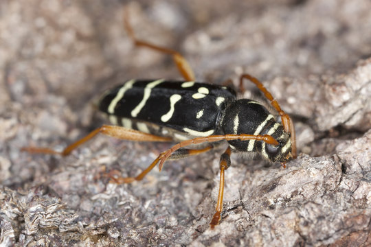 Plagionotus arcuatus on wood, macro photo