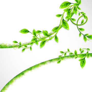 Leaf Background