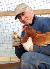 Holding baby chick and hen © RadVila