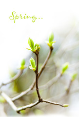 The first spring gentle leaves, buds and branches macro backgrou