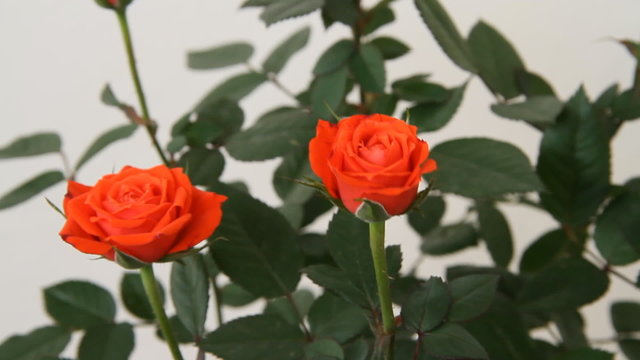 watering of twin rose flowers