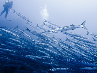 Big School of Barracudas with Scuba Diver II