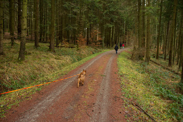 irish terrier walking in the forest