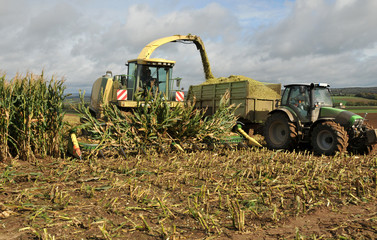 Maisernte © dieter76