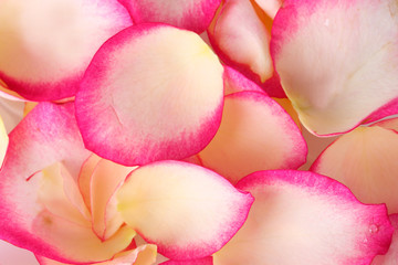Pink rose petals closeup