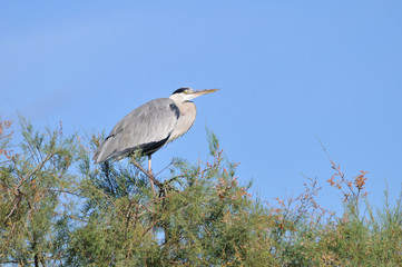 Grey heron on a high tamarisk branch