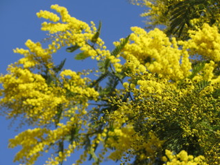 Fototapeta premium MIMOSA