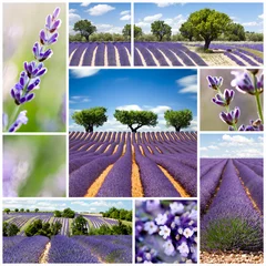 Tuinposter Lavendel © Beboy