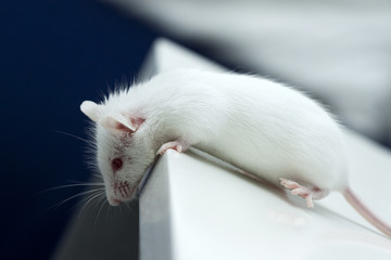 Mouse on the edge