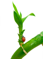 green plant and ladybird