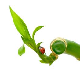ladybug sitting on a green plant