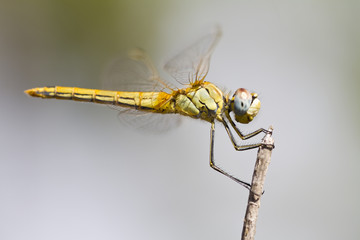 Red-veined darter dragonfly